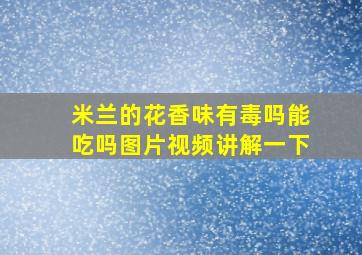 米兰的花香味有毒吗能吃吗图片视频讲解一下