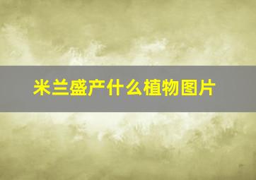 米兰盛产什么植物图片