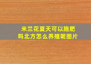 米兰花夏天可以施肥吗北方怎么养殖呢图片