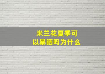 米兰花夏季可以暴晒吗为什么