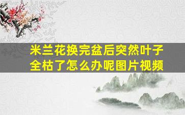 米兰花换完盆后突然叶子全枯了怎么办呢图片视频