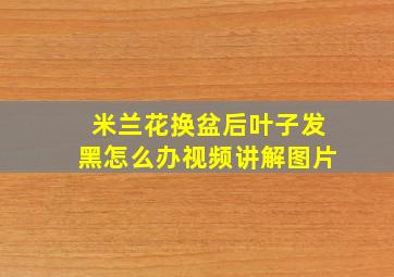 米兰花换盆后叶子发黑怎么办视频讲解图片