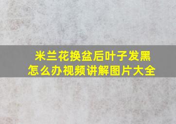 米兰花换盆后叶子发黑怎么办视频讲解图片大全