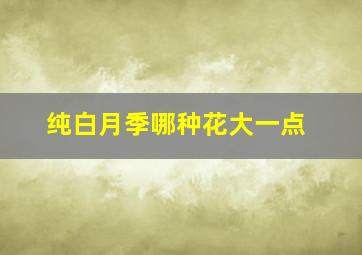 纯白月季哪种花大一点