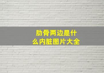 肋骨两边是什么内脏图片大全