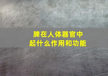 脾在人体器官中起什么作用和功能