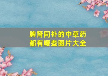 脾肾同补的中草药都有哪些图片大全