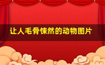 让人毛骨悚然的动物图片