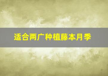 适合两广种植藤本月季