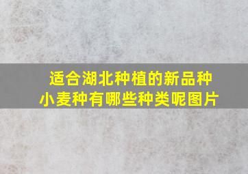 适合湖北种植的新品种小麦种有哪些种类呢图片