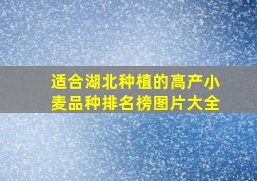 适合湖北种植的高产小麦品种排名榜图片大全