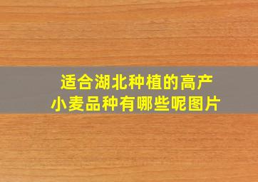 适合湖北种植的高产小麦品种有哪些呢图片