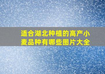 适合湖北种植的高产小麦品种有哪些图片大全