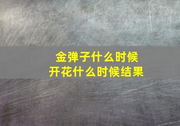 金弹子什么时候开花什么时候结果