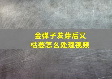 金弹子发芽后又枯萎怎么处理视频