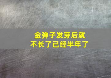 金弹子发芽后就不长了已经半年了