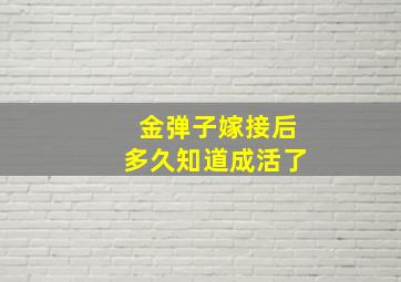 金弹子嫁接后多久知道成活了