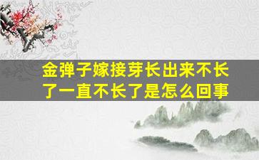 金弹子嫁接芽长出来不长了一直不长了是怎么回事