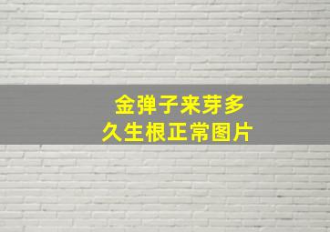 金弹子来芽多久生根正常图片