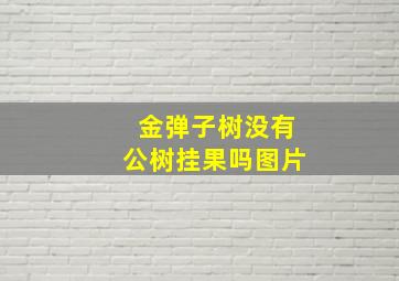 金弹子树没有公树挂果吗图片