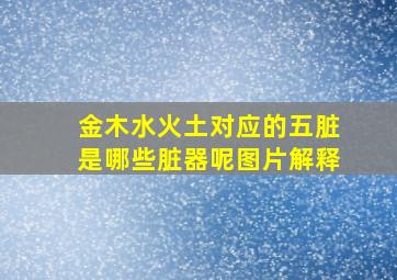 金木水火土对应的五脏是哪些脏器呢图片解释