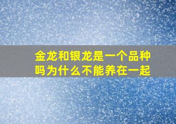 金龙和银龙是一个品种吗为什么不能养在一起