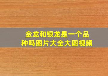 金龙和银龙是一个品种吗图片大全大图视频