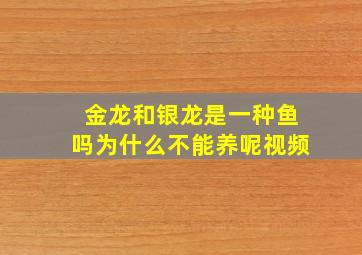 金龙和银龙是一种鱼吗为什么不能养呢视频