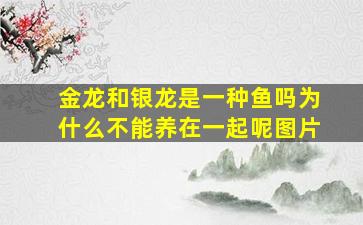 金龙和银龙是一种鱼吗为什么不能养在一起呢图片