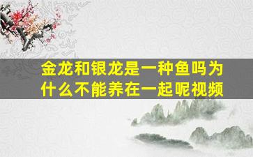 金龙和银龙是一种鱼吗为什么不能养在一起呢视频