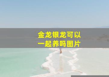 金龙银龙可以一起养吗图片