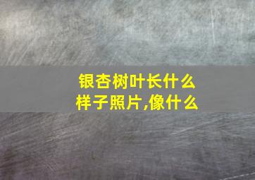 银杏树叶长什么样子照片,像什么