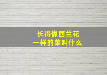 长得像西兰花一样的菜叫什么