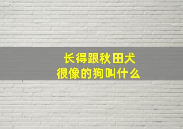 长得跟秋田犬很像的狗叫什么