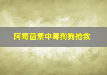 阿霉菌素中毒狗狗抢救