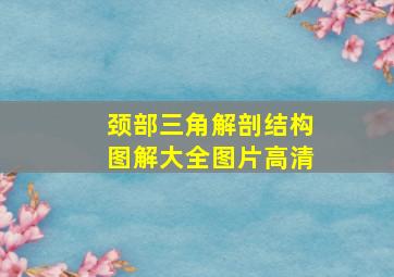 颈部三角解剖结构图解大全图片高清