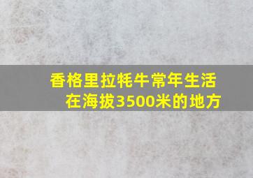 香格里拉牦牛常年生活在海拔3500米的地方