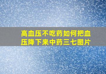 高血压不吃药如何把血压降下来中药三七图片