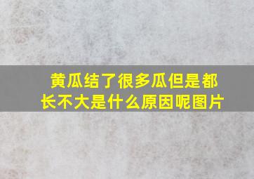 黄瓜结了很多瓜但是都长不大是什么原因呢图片