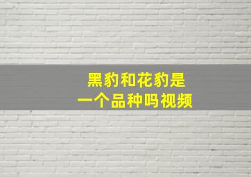 黑豹和花豹是一个品种吗视频