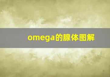 omega的腺体图解