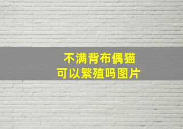 不满背布偶猫可以繁殖吗图片