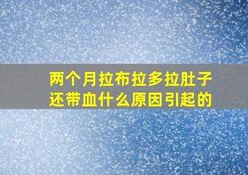 两个月拉布拉多拉肚子还带血什么原因引起的