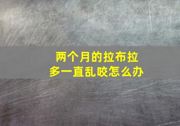 两个月的拉布拉多一直乱咬怎么办