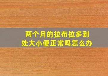 两个月的拉布拉多到处大小便正常吗怎么办