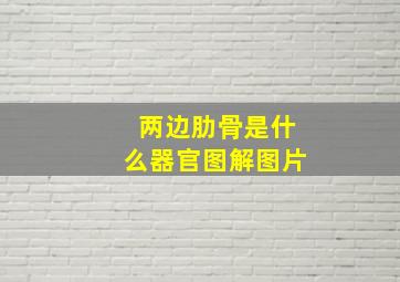 两边肋骨是什么器官图解图片