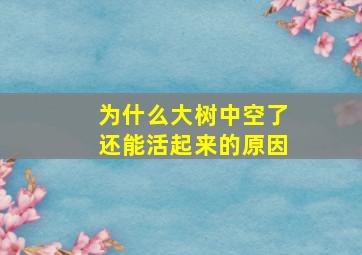 为什么大树中空了还能活起来的原因