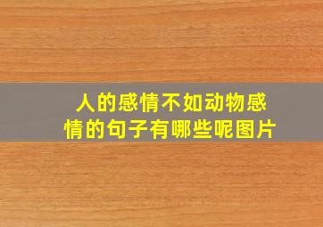 人的感情不如动物感情的句子有哪些呢图片