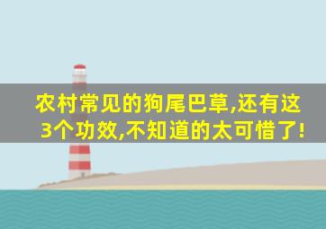 农村常见的狗尾巴草,还有这3个功效,不知道的太可惜了!