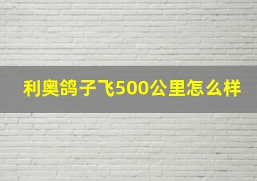 利奥鸽子飞500公里怎么样